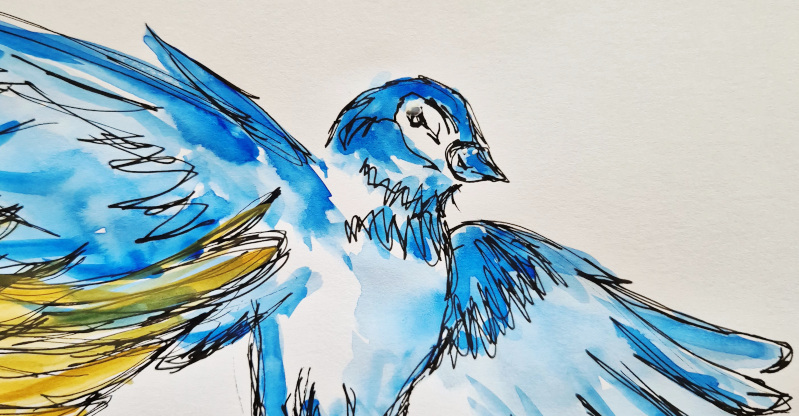 Sketchbook „Birds“